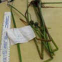 SITE21EMERGENT COMMON BURREED